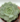 Echeveria_Lola_medium_1__05666